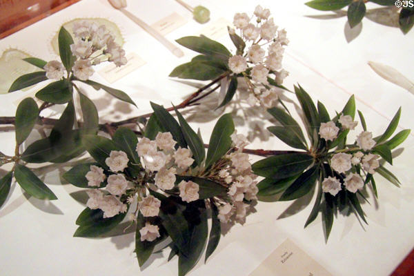 Glass model (1900) of Mountain Laurel by Rudolph Blaschka at Harvard Museum of Natural History. Cambridge, MA.