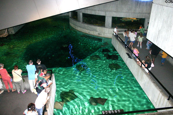 Visitors watch stingrays at National Aquarium in Baltimore. Baltimore, MD.