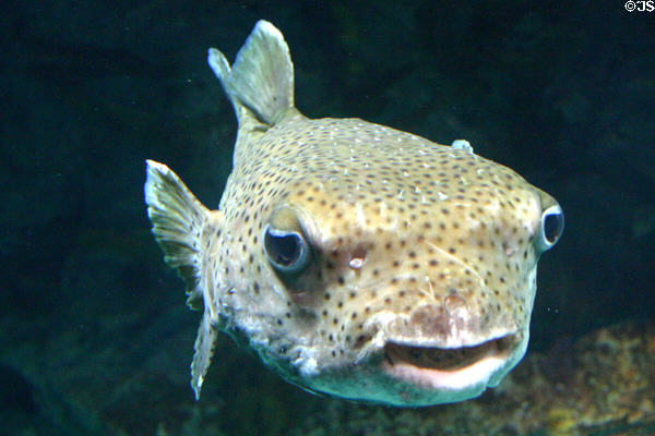 Box fish at National Aquarium. Baltimore, MD.