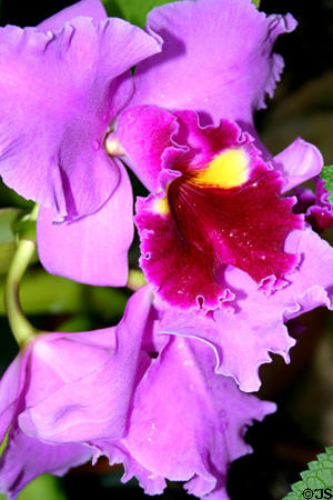 Orchid in Meijer Garden. Grand Rapids, MI.