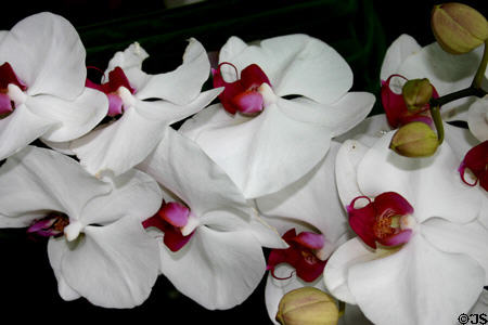 Orchids in Meijer Garden. Grand Rapids, MI.