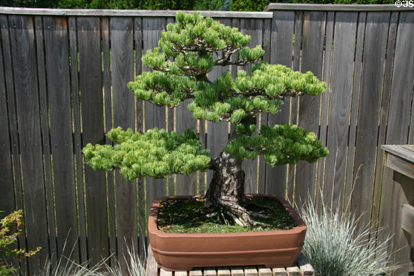 Pine bonsai at Hidden Lake Gardens. MI.