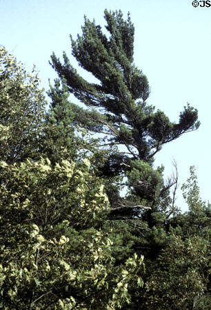 Wind sculpted pine in Sleeping Bear National Park. MI.