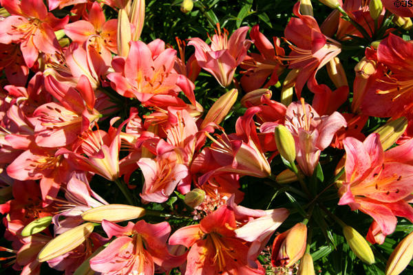 Red lilies in Clemens Botanical Gardens. St. Cloud, MN.