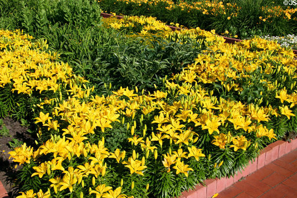 Yellow lilies in Clemens Botanical Gardens. St. Cloud, MN.