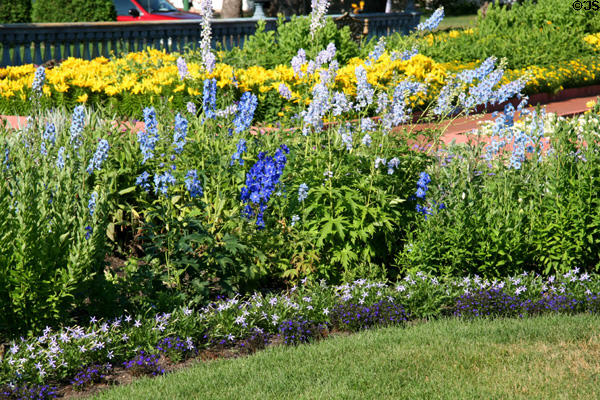 Blue & yellow beds in Clemens Botanical Gardens. St. Cloud, MN.