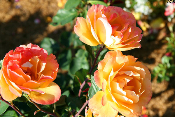 Peach & yellow roses in Clemens Botanical Gardens. St. Cloud, MN.