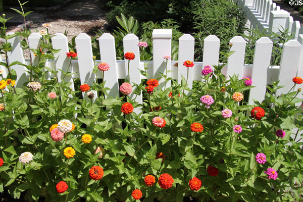 Flowers against picket fence at Mudd's Grove. St. Louis, MO.
