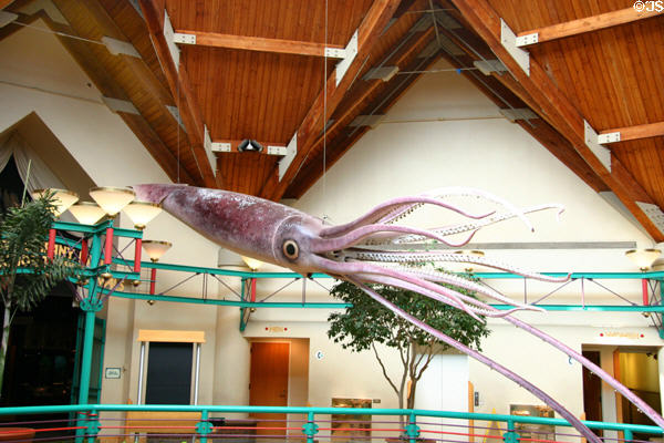Sculpted giant squid at St. Louis Zoo. St Louis, MO.
