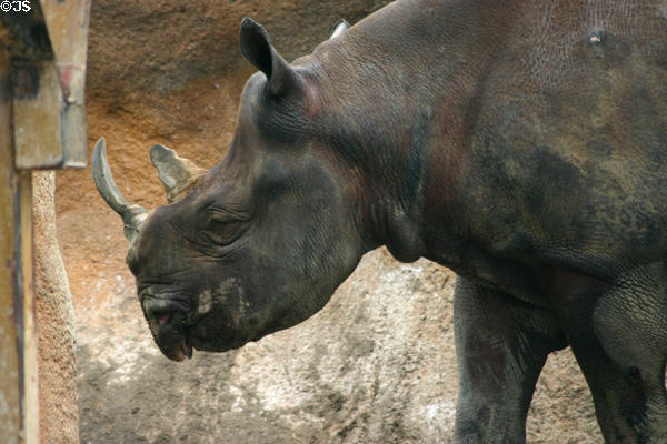 Rhino at St. Louis Zoo. St Louis, MO.
