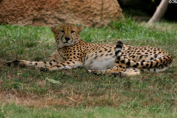 Cheetah at St. Louis Zoo. St Louis, MO.