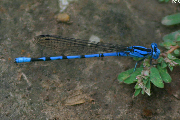 Blue dragonfly at George Washington Carver's Birthplace National Monument. Diamond, MO.