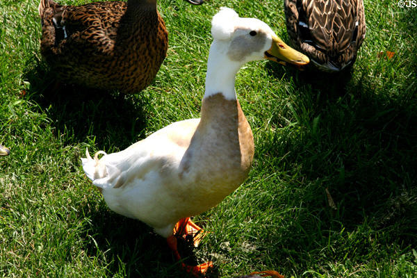 Antique duck breed at Stuhr Museum. Grand Island, NE.