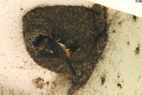 Cliff Swallow nest (<i>Hirundo pyrrhonota</i>) at Stuhr Museum. Grand Island, NE.