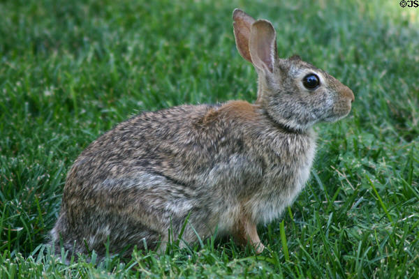 Rabbit on lawn of Nebraska Governor's mansion. Lincoln, NE.