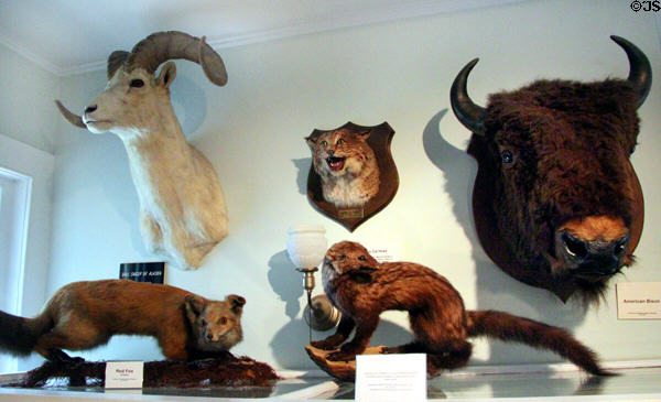 Taxidermy collection of a range of mammals at Woodman Museum. Dover, NH.