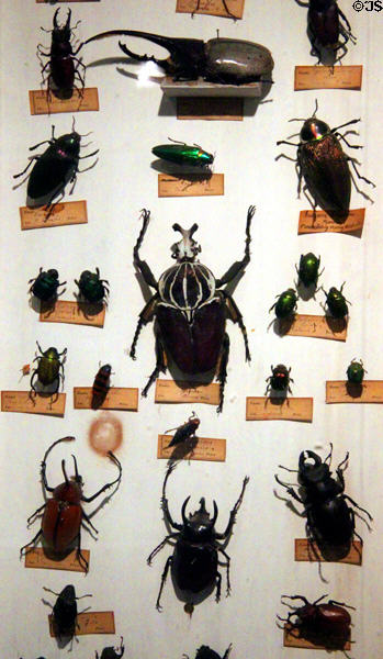 Collection of beetles at Woodman Museum. Dover, NH.