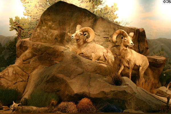 Bighorn sheep in desert diorama at Las Vegas Natural History Museum. Las Vegas, NV.