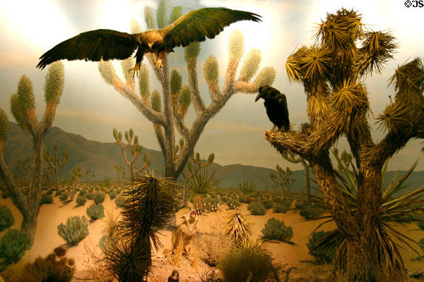 Desert diorama at Las Vegas Natural History Museum. Las Vegas, NV.