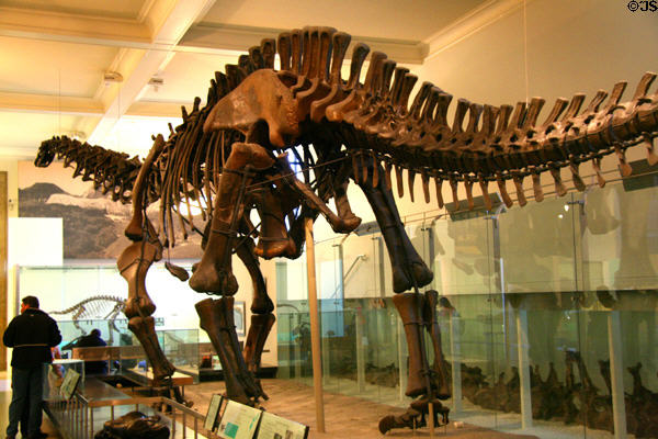 Hyselosaurus priscus of Late Cretaceous (68 million years ago) era found in France at American Museum of Natural History. New York, NY.