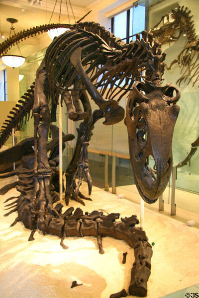 Allosaurus fragilis of Late Jurassic (140 million years ago) era found in Wyoming at American Museum of Natural History. New York, NY.