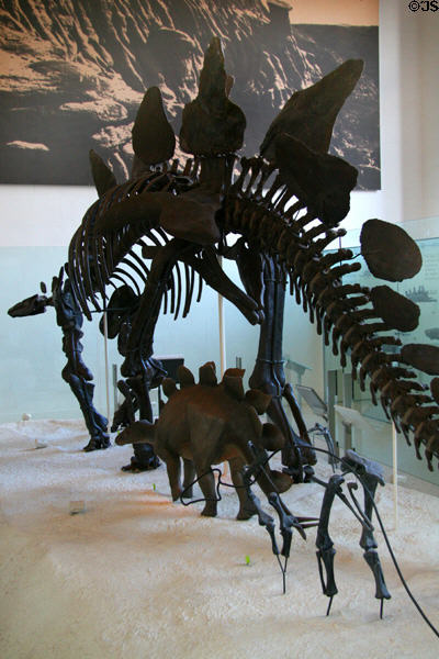 Stegosaurus stenops of Late Jurassic (140 million years ago) era found in Wyoming at American Museum of Natural History. New York, NY.