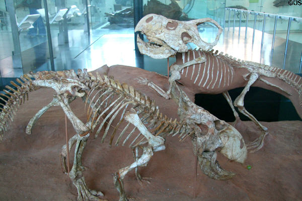 Protoceratops andrewsi of Late Cretaceous (72 million years ago) era found in Mongolia at American Museum of Natural History. New York, NY.