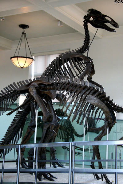 Anatotitan copei 