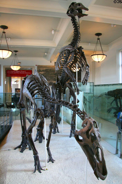 Anatotitan copei 