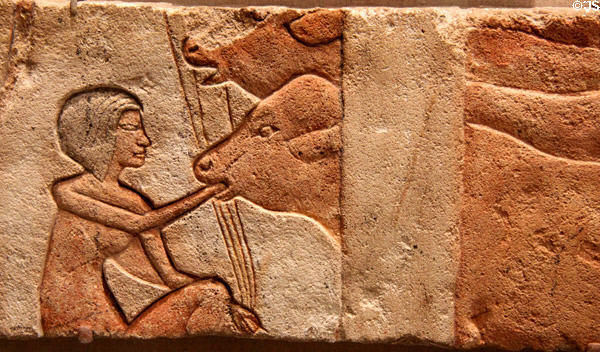 Egyptian limestone scene of feeding calves (c1352-1336 BCE / Dynasty 18) originally from Amarna at Brooklyn Museum. Brooklyn, NY.