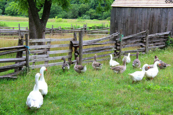 Geese on Powell Farm at Old Bethpage Village. Old Bethpage, NY.