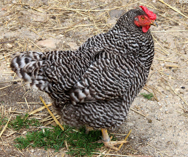 Heritage breed of chicken on Powell Farm at Old Bethpage Village. Old Bethpage, NY.