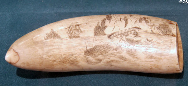 Detail of scrimshaw whaling hunt scene on tooth at Whaling Museum. Cold Spring Harbor, NY.