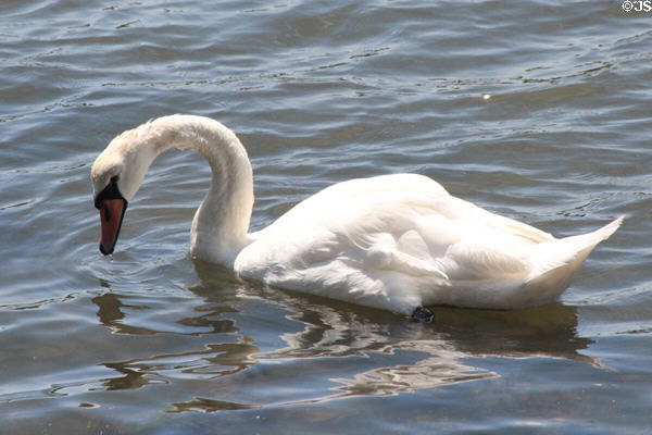 Swan at Cold Spring Harbor. Cold Spring Harbor, NY.