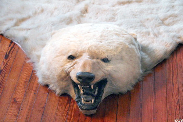 Polar bear skin at Roosevelt's House Sagamore Hill NHS. Cove Neck, NY.