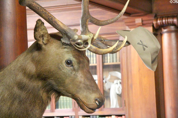 Theodore Roosevelt's Rough Rider hat & sword on elk head in North Room at Roosevelt's House Sagamore Hill NHS. Cove Neck, NY.