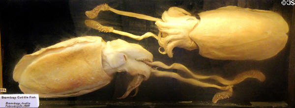 Specimens of Bombay Cuttle Fish collected off India (1929) at Vanderbilt Mansion. Centerport, NY.