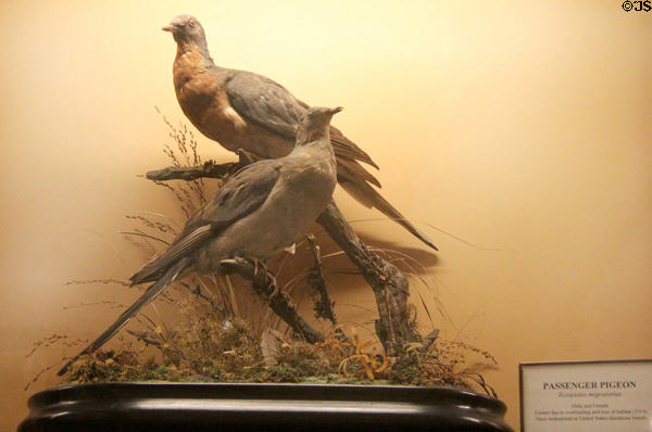 Passenger pigeon (<i>Ectopistes migratorius</i>) (extinct 1914) specimens at Vanderbilt Mansion. Centerport, NY.