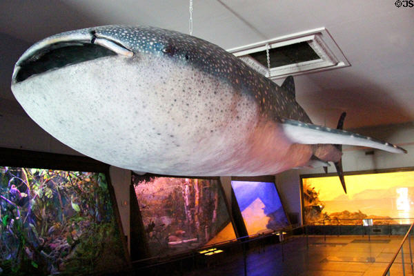 Whale shark (35' in length) in wildlife gallery at Vanderbilt Mansion. Centerport, NY.