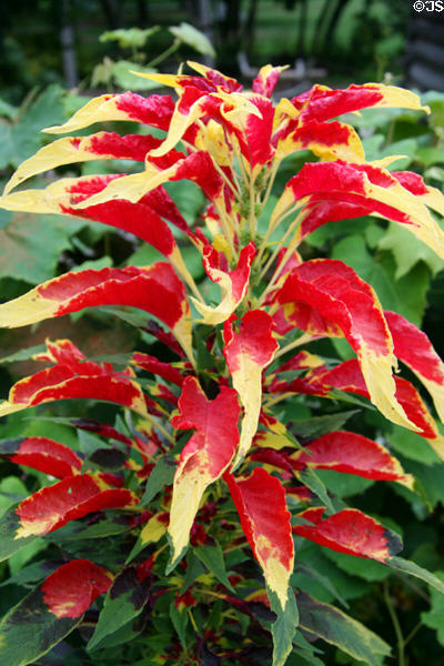 Tricolor Amaranthus bush with red leaves & yellow tips at Toledo Botanical Garden. Toledo, OH.