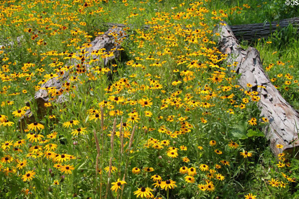 Field of daisies at Historic Kirtland Village. Kirtland, OH.
