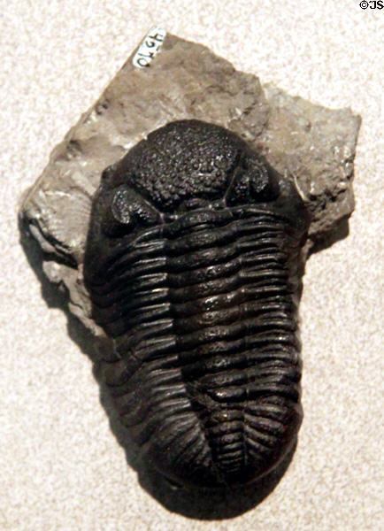 Trilobite Middle Devonian fossil found in Ohio shale at Cleveland Museum of Natural History. Cleveland, OH.