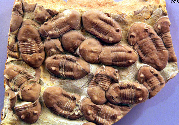 Trilobites from Oklahoma at Cleveland Museum of Natural History. Cleveland, OH.