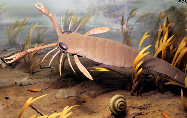 Model of Eurypterid sea scorpion (9 feet long) (445-415 million years ago) at Cleveland Museum of Natural History. Cleveland, OH.