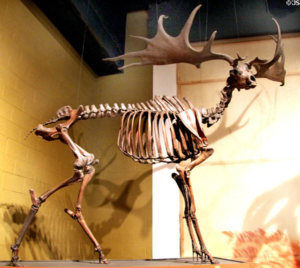 Irish Elk (Megaloceros hibernicus) (Late Pleistocene 250-10 thousand years ago) fossil skeleton at Cleveland Museum of Natural History. Cleveland, OH.