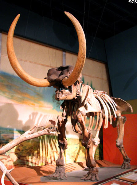 American Mastodon (Mastodon americanus) (Late Pleistocene 250-10 thousand years ago) fossil skeleton at Cleveland Museum of Natural History. Cleveland, OH.