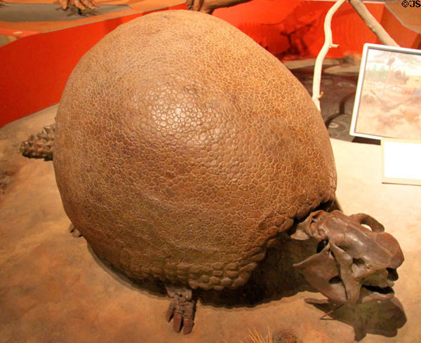 Glyptodon clavipes cast (Pleistocene) at Cleveland Museum of Natural History. Cleveland, OH.