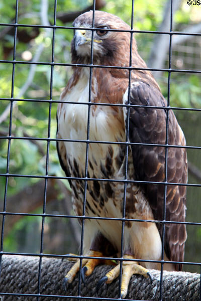 Hawk in aviary at Cleveland Museum of Natural History. Cleveland, OH.