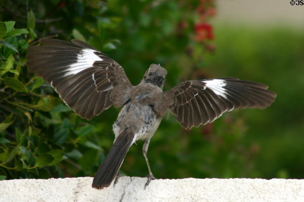 Mockingbird (<i>Mimus polyglottos</i>) with wings spread. Tulsa, OK.