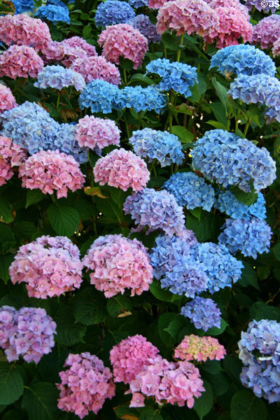Hydrangeas at Hoover - Minthorn House. Newberg, OR.